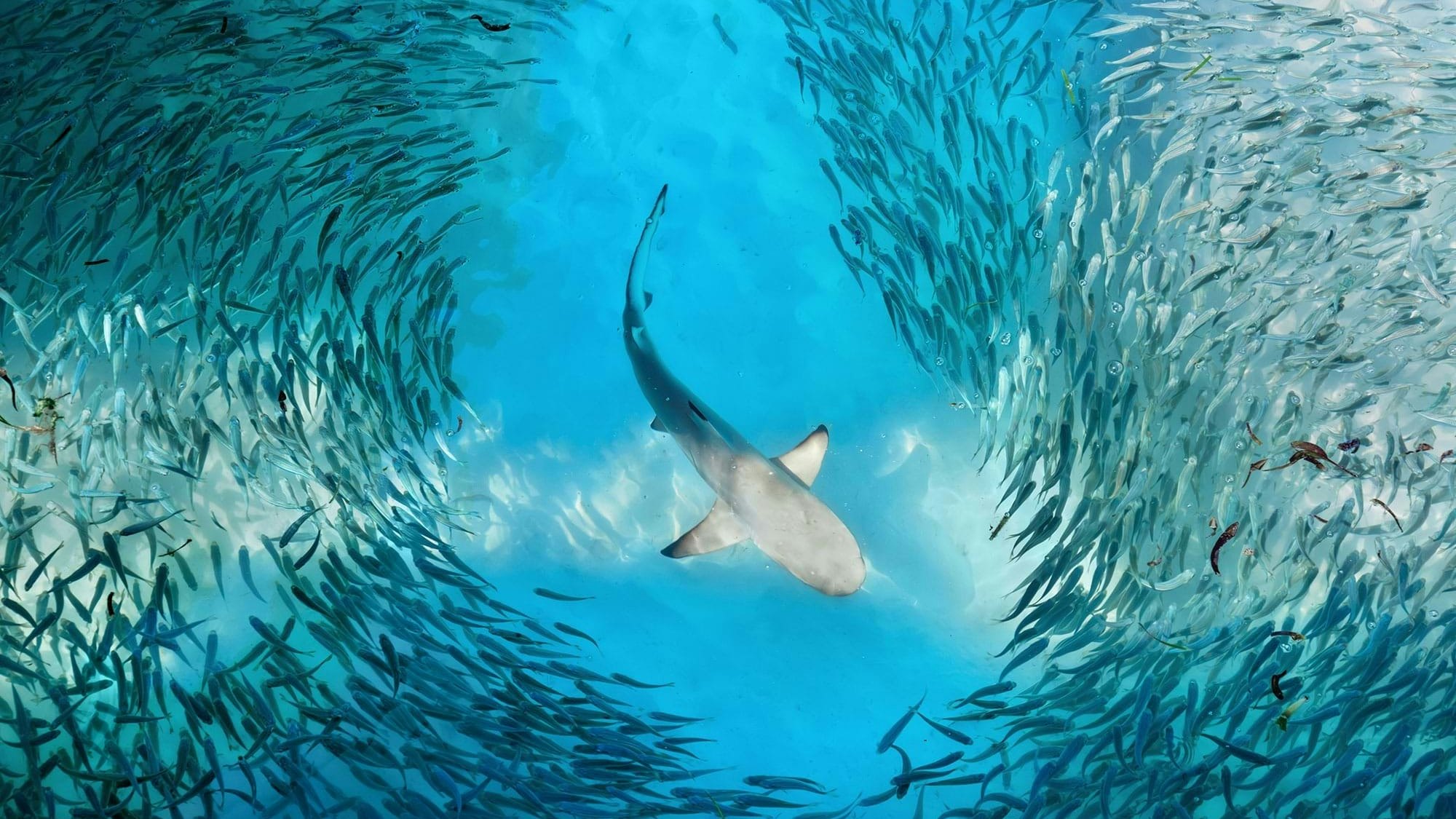 Shark fish school