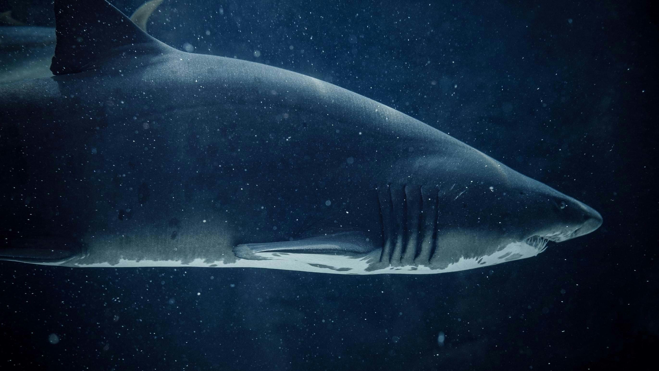 Shark threat