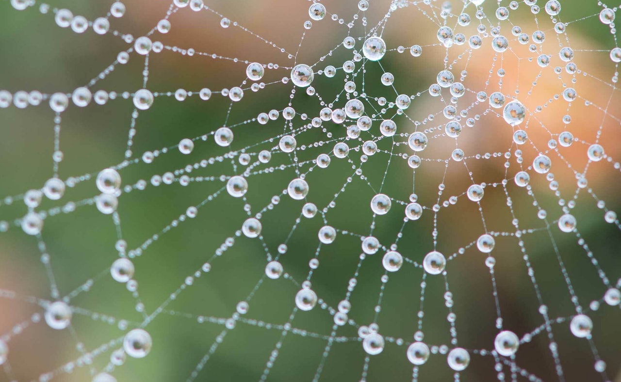 Spiderweb